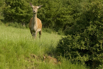 Foto: Jan Paulides