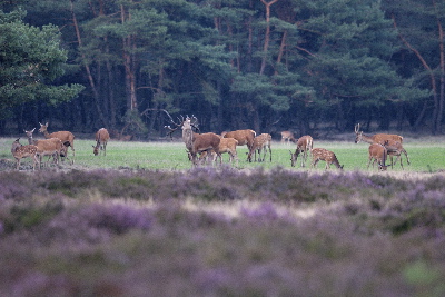 Foto: Jan Paulides