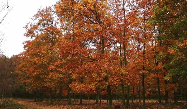 herfstkleuren in de bossen nabij Apeldoorn