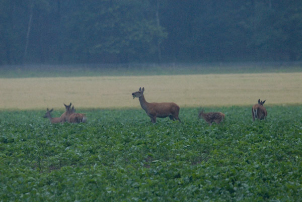 Foto: Jan Paulides