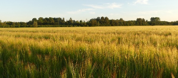 Flevoherten2 achtergrond Spijkbremerbos Janoh de Groot kln