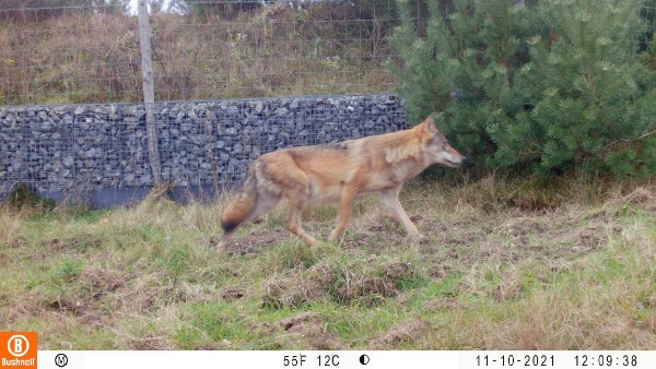 wolf op ecoduct kln